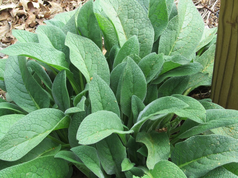 comfrey